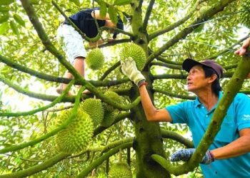 Xuất khẩu sầu riêng hồi phục, dự báo tiếp tục tăng