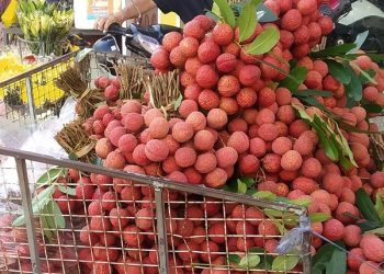 Vải thiều Việt Nam gây sốt trên bản đồ nông sản toàn cầu, xuất khẩu tăng đến 92%