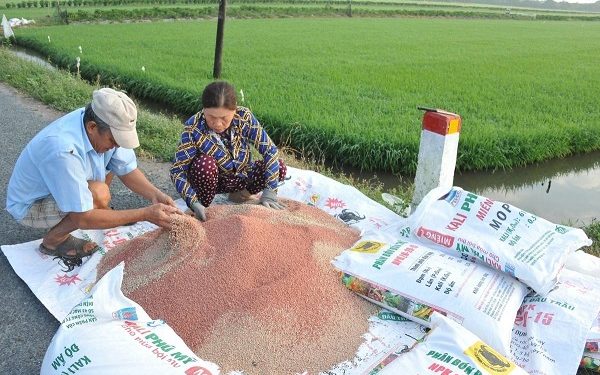 Giá phân bón có thể đảo chiều giảm trong 2026, lợi nhuận doanh nghiệp khó tránh áp lực