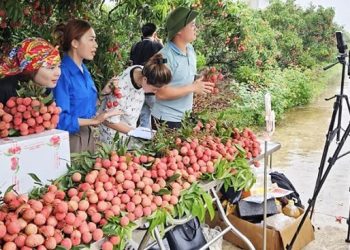 Thương mại điện tử mở đường mới cho chuỗi giá trị nông sản