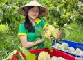 Cơ hội và thách thức khi đưa nông sản lên sàn thương mại điện tử