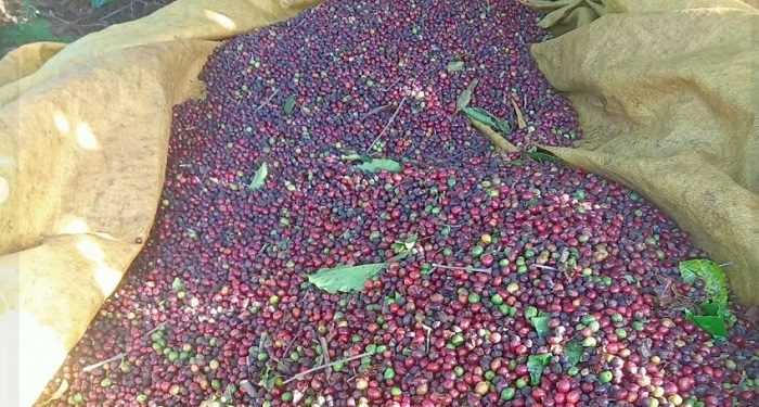 Thị trường cà phê: Dòng tiền tái định giá trước áp lực nguồn cung