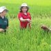 Mở rộng giá trị nông nghiệp qua xuất khẩu giống cây trồng