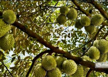 “Thủ phủ sầu riêng” mới rộng lớn bậc nhất Đông Nam Bộ vào vụ thu hoạch
