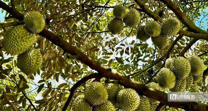 “Thủ phủ sầu riêng” mới rộng lớn bậc nhất Đông Nam Bộ vào vụ thu hoạch