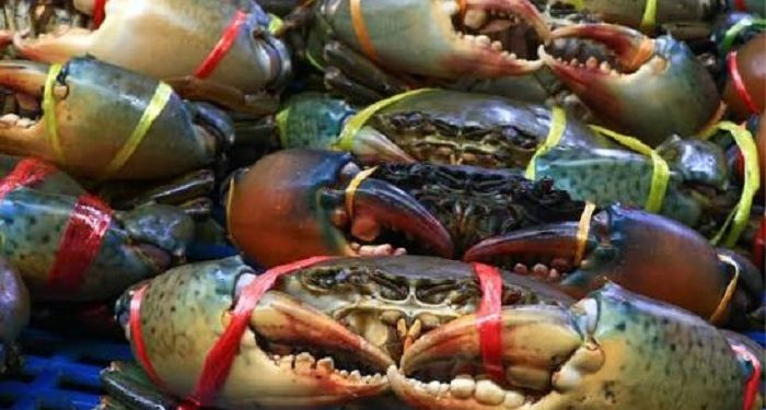 Xuất khẩu cua ghẹ sống của Việt Nam tăng đột phá trong 2 tháng đầu năm