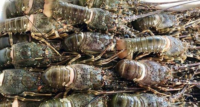 Xuất khẩu tôm hùm bứt phá: Tìm chiến lược phát triển bền vững cho dòng sản phẩm giá trị cao