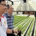 Mở rộng cánh cửa sản xuất rau an toàn cho nông hộ nhỏ