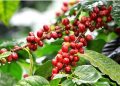 Nông sản Việt cần sớm thích ứng với quy định chống mất rừng của Vương quốc Anh
