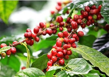Nông sản Việt cần sớm thích ứng với quy định chống mất rừng của Vương quốc Anh